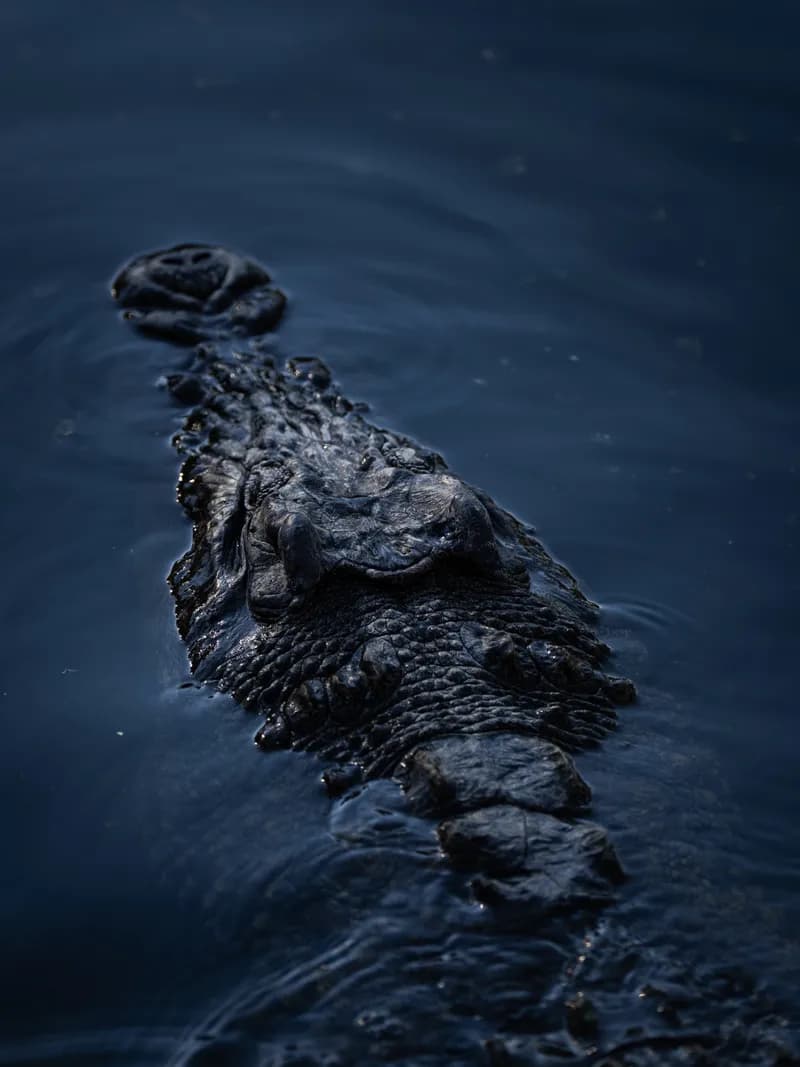 Alligator swimming in water half-submerged